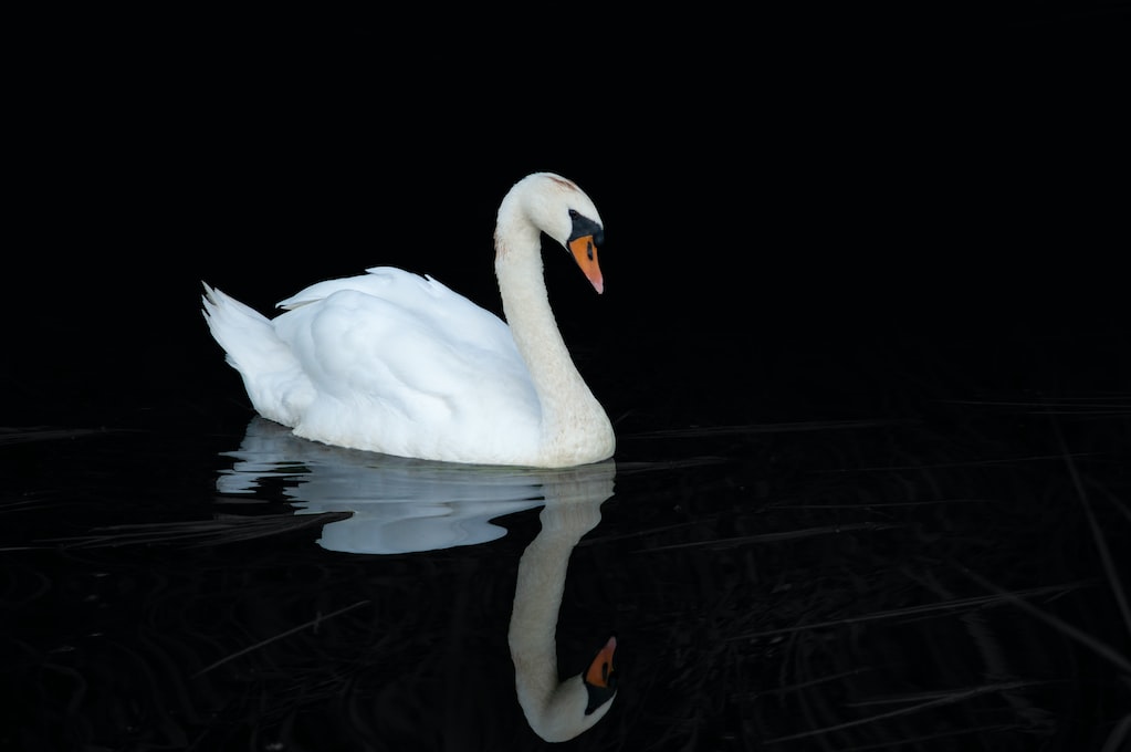A Swan on Black
